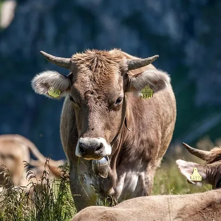 Hotel Ferienhaus Eschach *