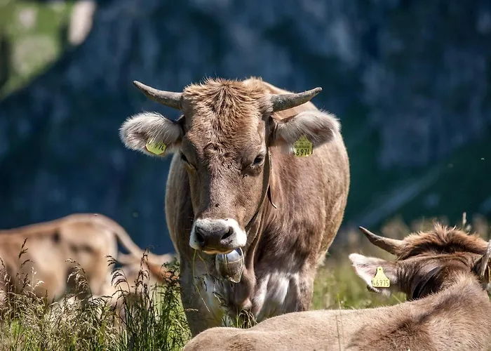 Отель Ferienhaus Eschach *